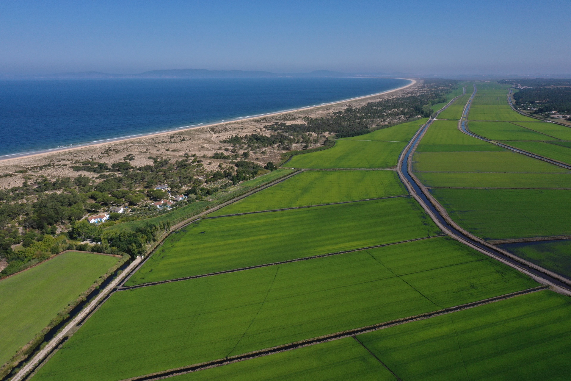 Aerial view of Carvalhal coastline and pine forest